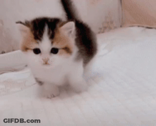 Calico Kitten Sitting On White Blanket GIF