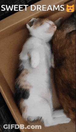 Calico Kitten Sleeping Next To Another Kitten Sweet Dreams GIF