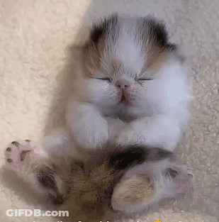Calico Kitten Sleeping On White Blanket GIF