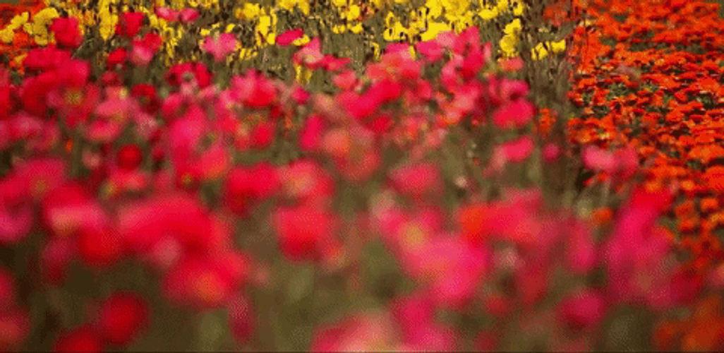 California Botanical Garden GIF