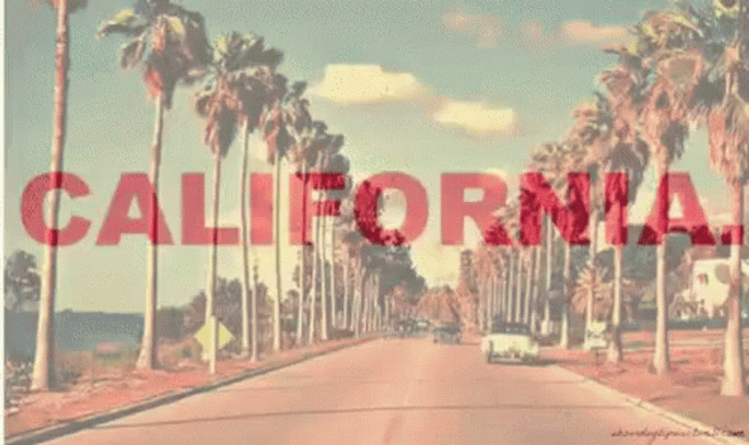 California Palm Trees GIF