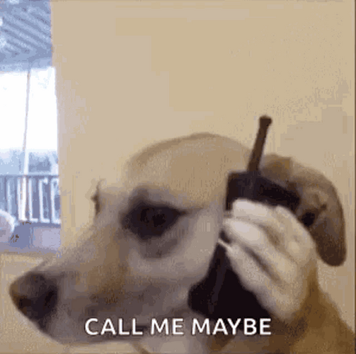 Call Me Maybe Funny Dog Reaction Meme GIF