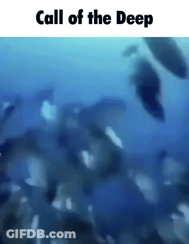 Call Of The Deep Fish In Ocean GIF