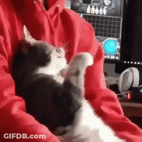 Calls Out Huh Cat Meme GIF