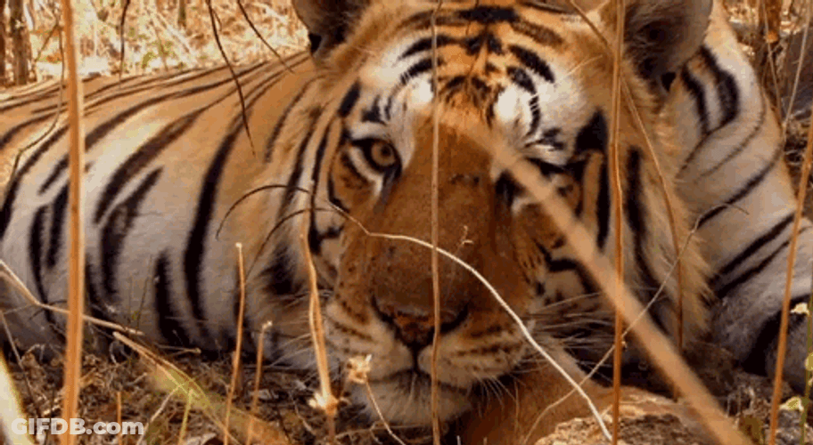 Calm Breathing Tiger Lying GIF