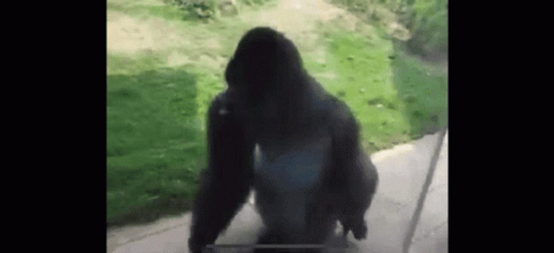 Calm Down Spinning Gorilla Dancing GIF