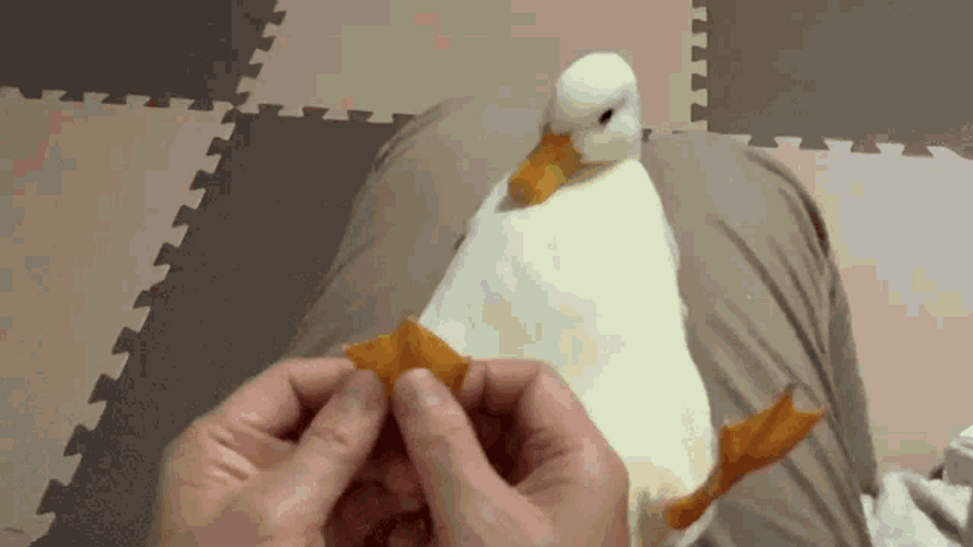 Calm Duck Loving The Foot Massage GIF