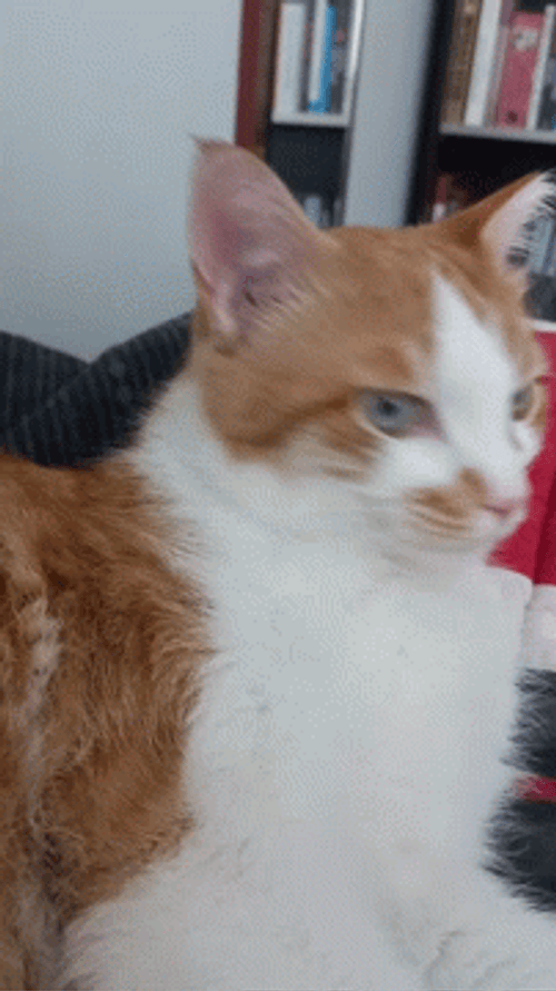 Calm Surprised Cat GIF