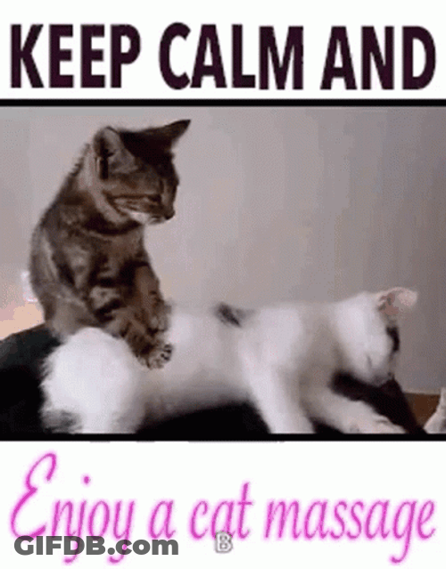 Calming Cat Massage GIF