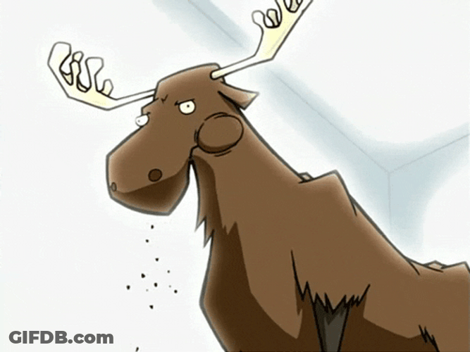 Calming Moose Chewing GIF