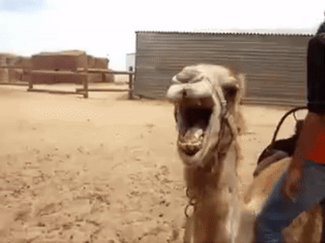 Camel Angry Roar Desert GIF