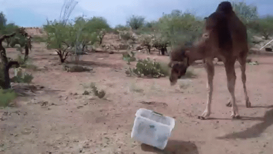 Camel Bin Scared Run GIF