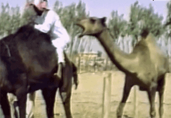 Camel Bite Ride Fail GIF