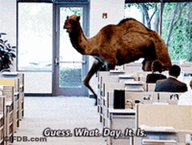 Camel Coming On Office Hump Day GIF