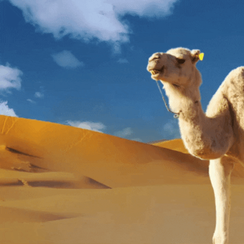 Camel Desert Sand Dune GIF