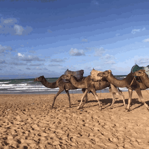 Camel Flock Beach Walk GIF