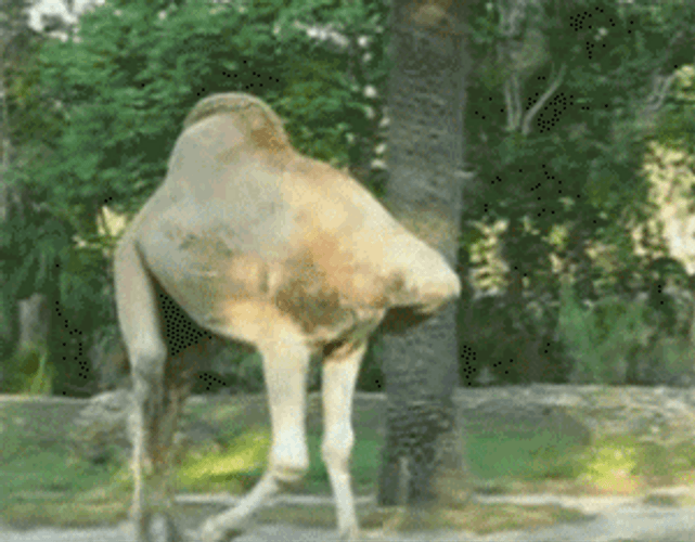 Camel Funny Headless Walk GIF