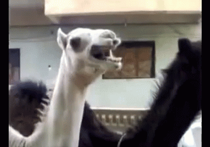 Camel Funny Hysterical Laugh GIF