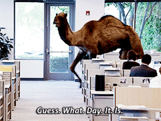 Camel Guess What Day GIF