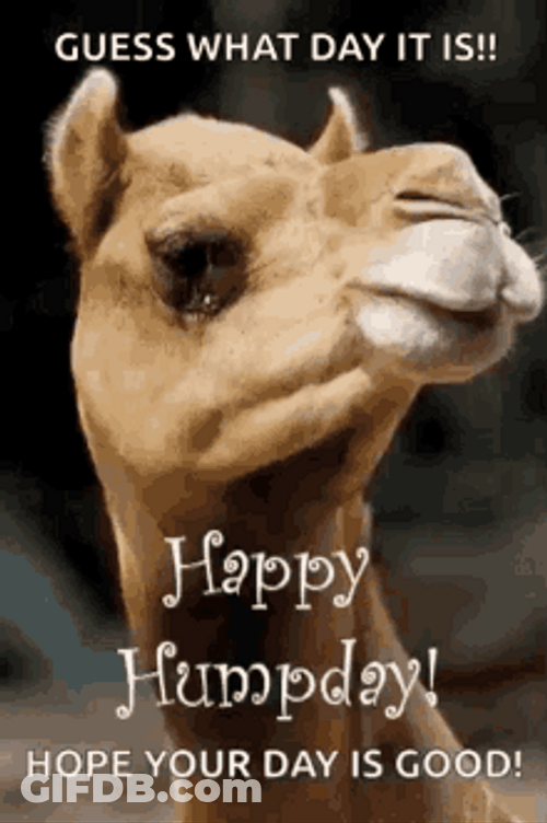 Camel Happy Hump Day Meme GIF