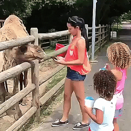 Camel Hate Selfie Girl GIF