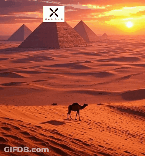 Camel In Desert With Pyramids And Elmonx Logo GIF