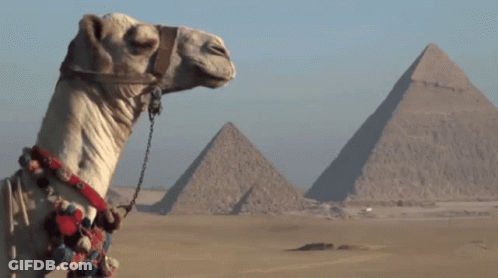 Camel In Front Of Pyramids GIF