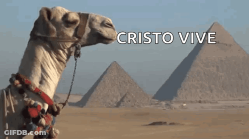 Camel In Front Of Pyramids Cristo Vive GIF