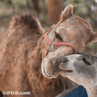 Camel In Red Bridle Kissing Another Camel GIF