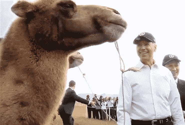 Camel Joe Biden Mongolia GIF