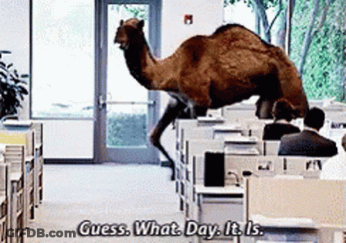 Camel Jumping Over Office Cubicle Saying Guess What Day It Is GIF