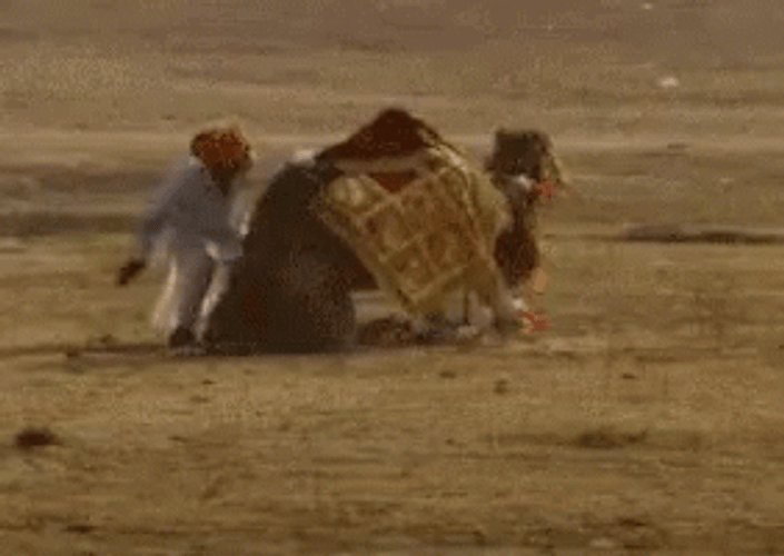 Camel Karma Kick Fail GIF
