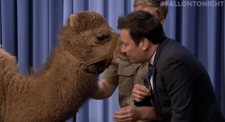 Camel Kiss Jimmy Fallon GIF