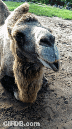 Camel Laying Down In Dirt GIF