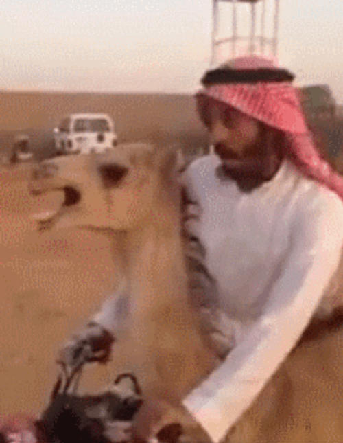 Camel Man ATV Ride GIF
