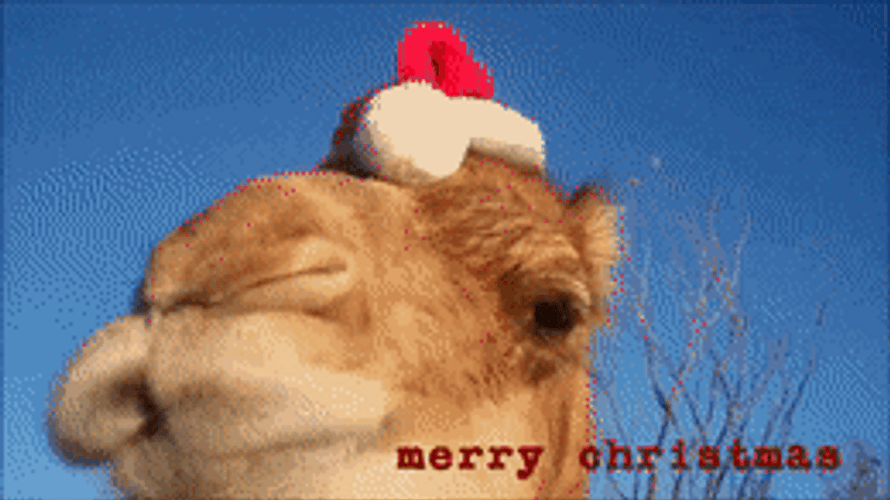 Camel Merry Christmas Wish GIF