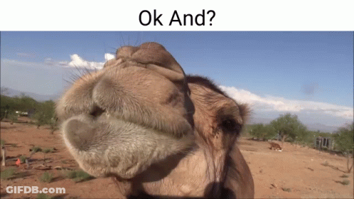 Camel Nose Close Up Saying Ok GIF