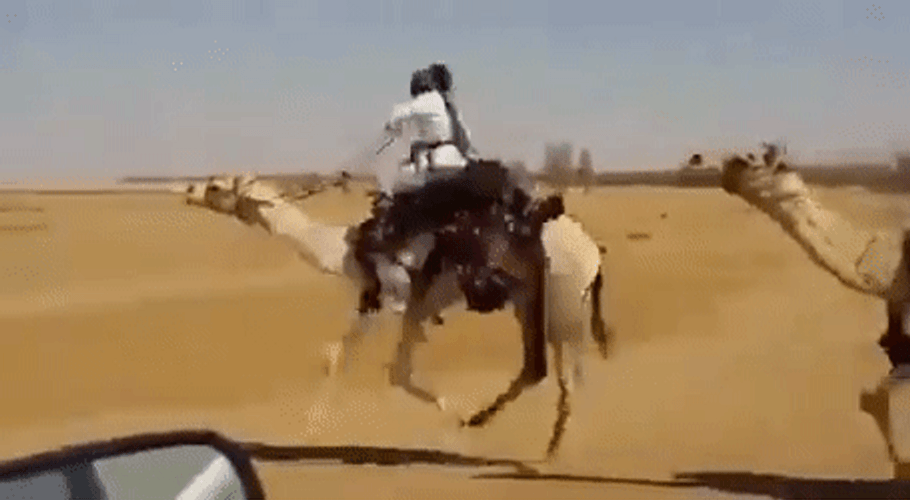 Camel Ride Race Win GIF