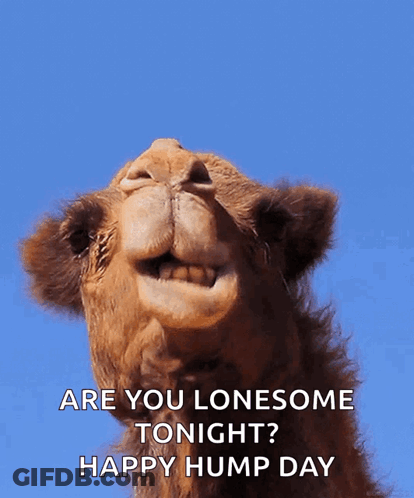 Camel Saying Are You Lonesome Tonight GIF