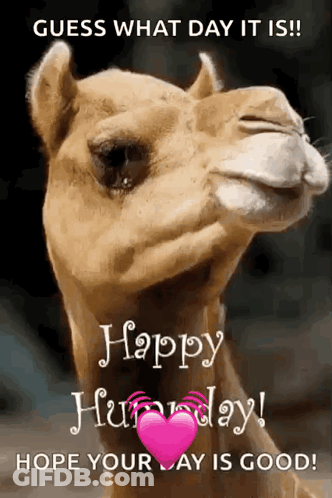 Camel Saying Guess What Day It Is Happy Hump Day GIF