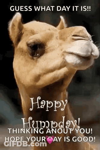 Camel Saying Guess What Day It Is Happy Thursday GIF
