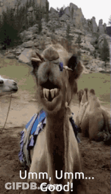 Camel Saying Umm Umm Good GIF
