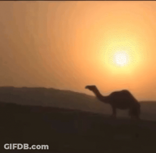 Camel Standing In Desert At Sunset GIF