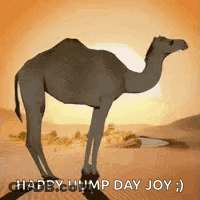 Camel Standing In Desert Saying Happy Hump Day Joy GIF