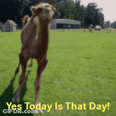 Camel Standing In Field Saying Yes Today Is That Day GIF