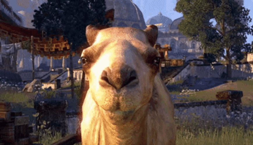 Camel Stare Down ESO GIF