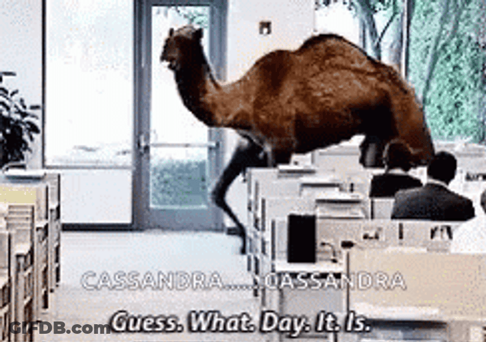 Camel Walking On Hilarious Wednesday GIF