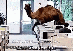 Camel Walking Through Office Saying Guess What Day It Is GIF