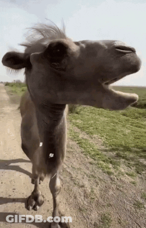 Camel Walking With Mouth Open GIF