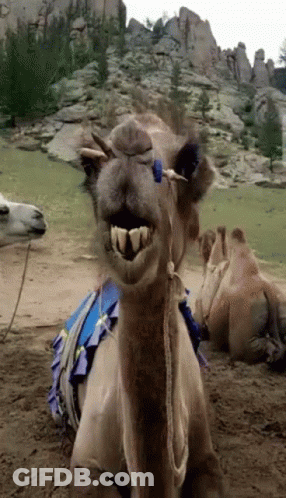 Camel With Blue Ribbon Smiling GIF